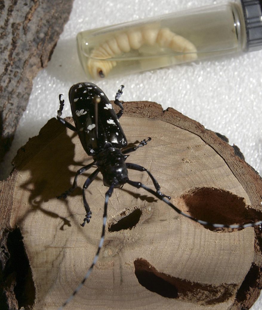 FILE - In this May 21, 2009, file photo, a dead Asian longhorned beetle is seen in its adult stage, front, and as a larva at the state Department of Resources and Economic Development Division of Forest and Lands office in Hillsboro, N.H. A new study published this month in the journal Ecological Applications says imported forest pests are causing billions of dollars in damage each year in the United States. (AP Photo/Jim Cole, File)