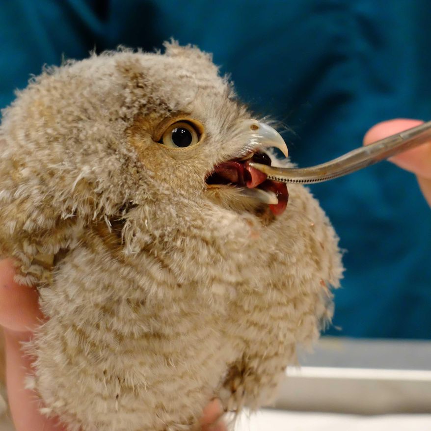 A baby screech owl is fed at The Schuylkill Center for Environmental Education in Philadelphia on Tuesday, May 17, 2016. A Philadelphia television meteorologist broke off from a trail run to rescue the injured baby screech owl and take it to the wildlife center, where it’s doing well. Longtime WPVI-TV personality Cecily Tynan said on her Facebook page she found the injured owl on the ground Monday, May 17, 2016, clacking its beak at her. Center officials said the month-old owl fell out of its nest and probably wouldn’t have survived for long on the ground. (The Schuylkill Center for Environmental Education via AP)