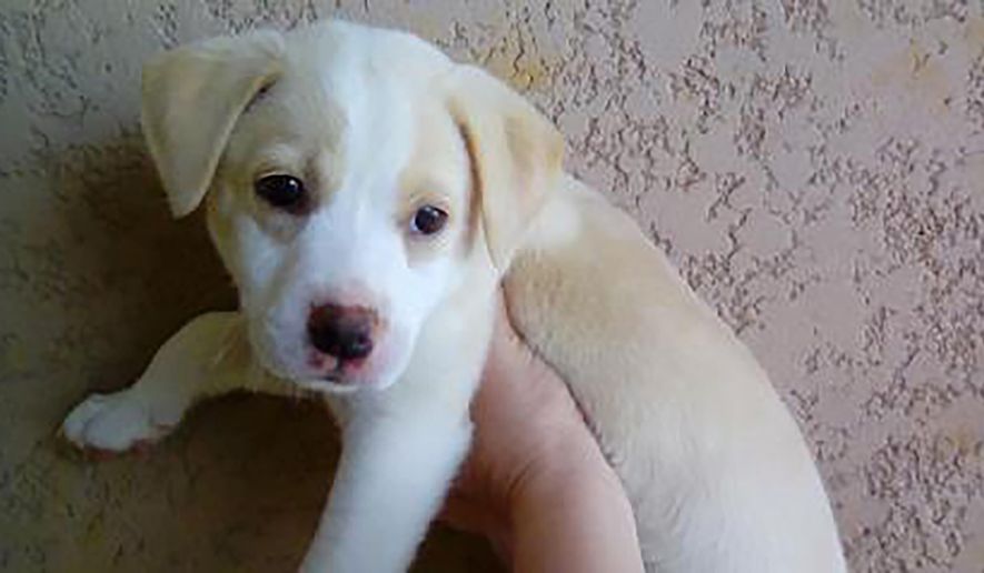 This undated photo provided by the Kauai Humane Society shows Arianna, a 2-month-old lab mix, at the Kauai Humane Society in Lihue, Hawaii. Police in Hawaii are looking for cat burglars who absconded with six dogs from the Humane Society shelter. Police said in a statement Tuesday, May 17, 2016 that three mixed breed pit bulls, two Airedale terriers and the lab mix, Arianna, were taken from the shelter on Kauai sometime between Saturday night and Sunday morning. (Kauai Humane Society via AP)