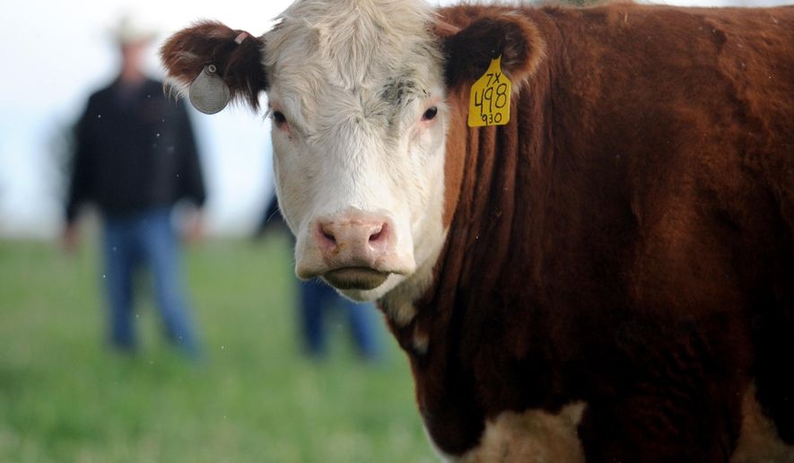 A cow glances away from Marshall Ernst while at his ranch on May 10, 2016, outside of Windsor, Colo. For nearly 40 years, Marshall and his wife, Barbara, have run their herd of Herefords, an operation built around breeding and advancing genetics. Herefords are sturdy, adaptable and good mother cows, but the best thing about them is they’ve been dependable through difficult years. (Joshua Polson/The Greeley Tribune via AP)