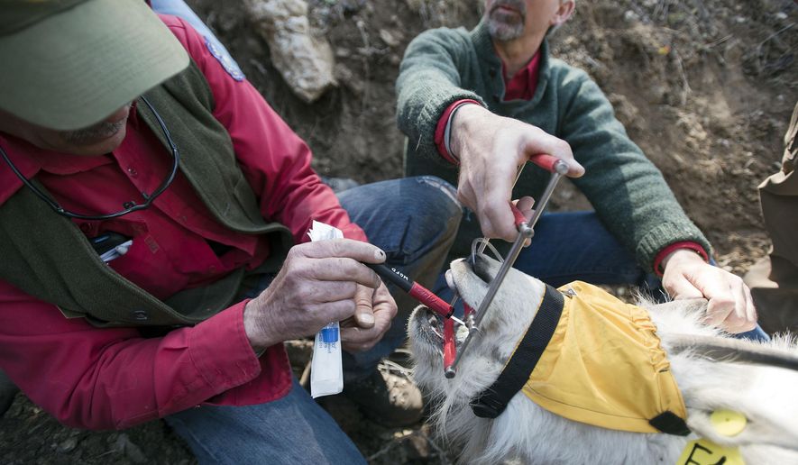 Wyoming Game & Fish biologist Gary Fralick, left, swabs the inside of the mountain goat's mouth while collecting samples from the sedated animal near Alpine in this photograph from April 20, 2016. (Bradly J. Boner/Jackson Hole News&Guide via AP)