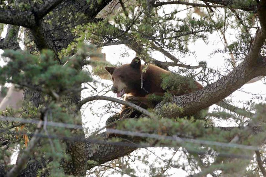 This photo provided by the Rancho Cucamonga Police Department shows a black bear in a tree in Rancho Cucamonga, Calif. on Wednesday, May 18, 2016. Wildlife authorities later tranquilized and captured the bear in Rancho Cucamonga at the foot of the San Gabriel Mountains 40 miles east of Los Angeles. (Rancho Cucamonga Police Department via AP)