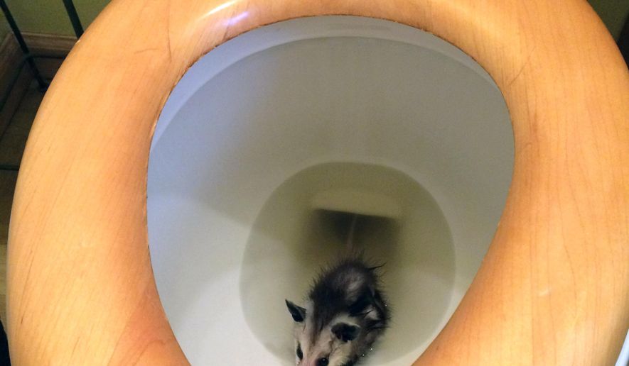This May 1, 2016 photo provided by the County of San Diego Department of Animal Services shows a baby opossum in a toilet bowl in a home in San Diego, Calif. The department says a Pacific Beach woman found the critter in her toilet, and an animal control officer responded taking it to the San Diego Humane Society's Project Wildlife. It will be released when it is old enough to survive on its own. (County of San Diego Department of Animal Services via AP)