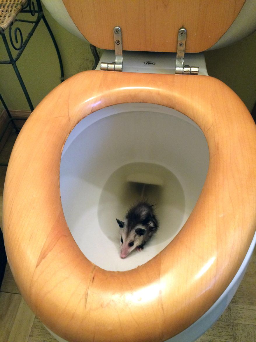 This May 1, 2016 photo provided by the County of San Diego Department of Animal Services shows a baby opossum in a toilet bowl in a home in San Diego, Calif. The department says a Pacific Beach woman found the critter in her toilet, and an animal control officer responded taking it to the San Diego Humane Society's Project Wildlife. It will be released when it is old enough to survive on its own. (County of San Diego Department of Animal Services via AP)
