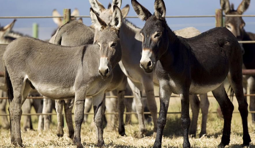This Aug. 27, 2011 photo released by the Humane Society of the United States shows wild donkeys that once roamed freely on the south slopes of Mauna Kea on the island of Hawaii being rounded up and taken to the Waikii Ranch in Waikoloa, Hawaii. The last 50 wild donkeys of a herd on Hawaii's Big Island will be rounded up to mark the final step in a six-year effort to get them in adoptive homes. The Humane Society of the United States and Big Island residents are working together Friday, May 20, 2016, to prepare the donkeys for adoption. (Eugene Tanner/The Humane Society of the United States via AP)