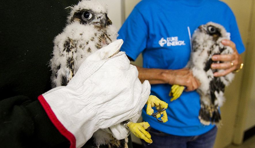ADVANCE FOR WEEKEND EDITIONS - In this May 16, 2016 photo, two peregrine falcon chicks are pictured at Duke Energy's Gallagher Generating Station after being examined and tagged for cataloging purposes by bird biologists with the Indiana Department of Natural Resources in New Albany, Ind. (Christopher Fryer/News and Tribune via AP) MANDATORY CREDIT