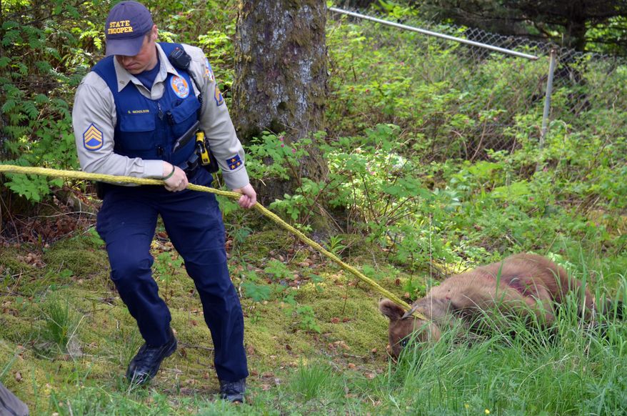 In this Wednesday, May 18, 2016 photo, Alaska Wildlife Trooper Sgt. Shane Nicholson helps pull a juvenile brown bear to a truck after the bear was killed on private property in Kodiak, Alaska, Wednesday afternoon following days of wandering in populated areas. (JoAnn Snoderly/Kodiak Daily Mirror via AP) MANDATORY CREDIT