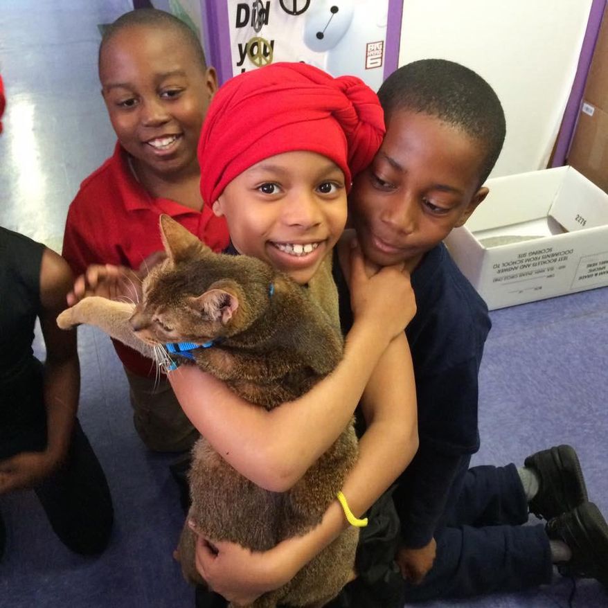 In this May 19, 2016 photo provided by Lisa Fernandez, school children interact with "Rubio," who is a poster cat for The Paw Project, an advocacy organization against feline declawing. Fernandez, a Brooklyn elementary school principal, leads a program to teach the schoolchildren about declawing and help them stage action against it. At rear left is Jacques Cadeau, Suleila Clarke, is in the foreground and Brandon Blue is at right. (Lisa Fernandez via AP)