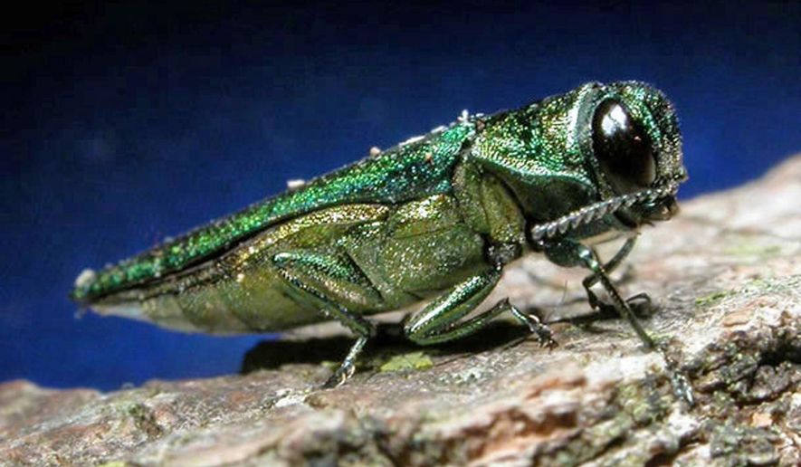 FILE- In this undated file photo provided by the Minnesota Department of Natural Resources, an adult emerald ash borer is shown. Millions of tiny wasps as small as a grain of rice have been released into wooded areas in 23 states as the battle against the emerald ash borer turns biological. The U.S. Department of Agriculture has researched and approved for release in the U.S. four species of parasitic wasps that naturally target the larval and egg stages of the ash borer. (Minnesota Department of Natural Resources via AP, File)