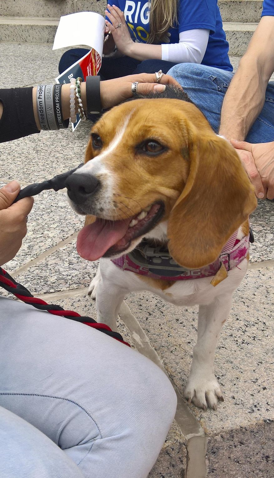 The town of Roseville, Minn., enacted a ban on dog and cat sales in the city's pet stores in a meeting on March 13, 2017. In this April 19, 2016, file photo, Daphne, a young beagle visits the state Capitol in Springfield, Ill., as part of a Beagle Freedom Project campaign to make more research animals available for adoption. (AP Photo/John O'Connor, File)