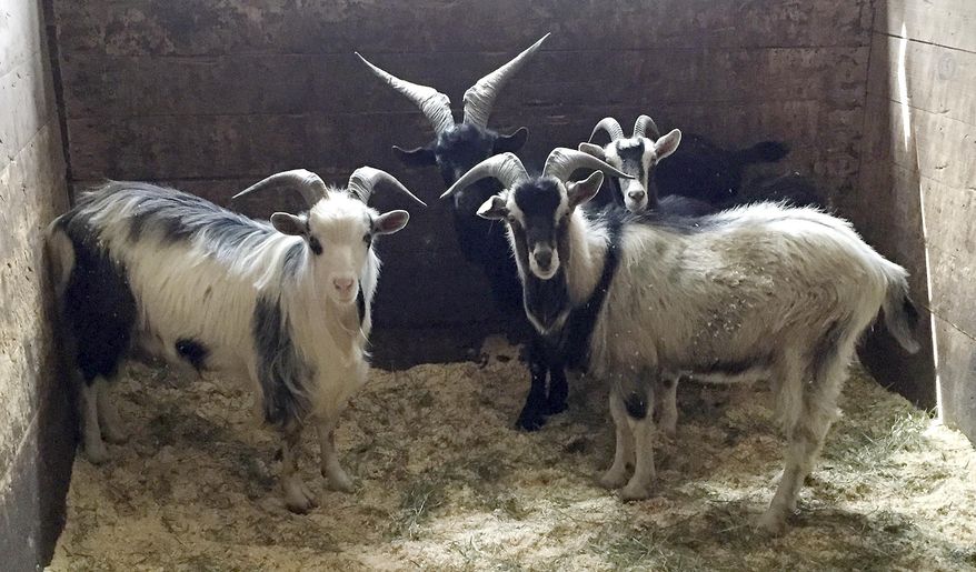 This May 2016 photo provided by the MSPCA-Nevins Farm in Methuen, Mass., shows some of nearly 50 goats voluntarily turned over by an owner in Montague, Mass., who couldn't handle the growing herd. The rescue farm is overloaded with goats and asking people to step forward and give them new homes. (Julia Pesek/MSPCA-Nevins Farm via AP)