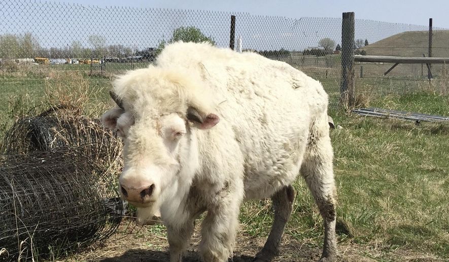This May 4, 2016 photo provided by the National Buffalo Museum shows White Cloud, an albino bison, in a pasture at the museum in Jamestown, N.D. Museum officials say White Cloud returned home to Shirek Buffalo near the town of Michigan, N.D., on Saturday, May 21. She was born there July 10, 1996, and the Shirek family arranged to have her live with the museum's bison herd to make her more visible to the public. (Ilana Xinos/National Buffalo Museum via AP)