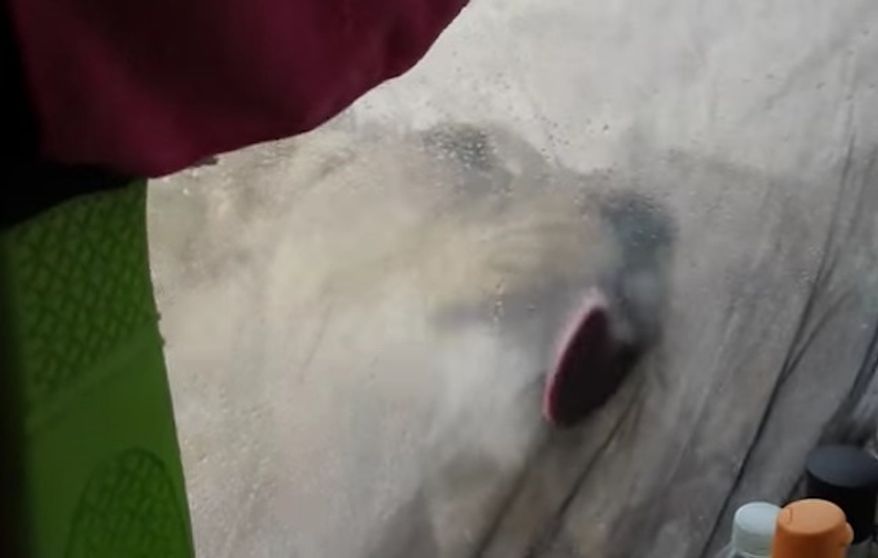 Francie Lubbe filmed three lionesses licking water off her tent while she was still inside in a now-viral video.