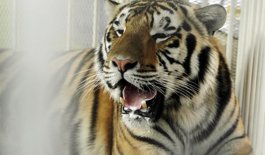 FILE - In this Oct. 6, 2007, file photo, LSU mascot Mike VI, a part Bengal and Siberian tiger, sits in his cage on the field for his first time before an NCAA college football game between LSU and Florida in Baton Rouge, La. The university said in a statement Monday, May 23, 2016, that Mike VI has a tumor in its face near its nose but doesn't appear to be in pain. (AP Photo/Alex Brandon, File)