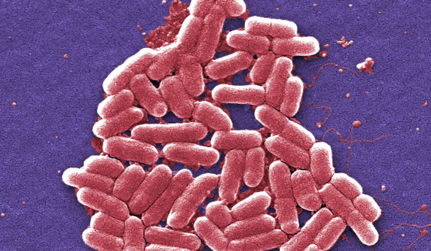 This 2006 colorized scanning electron micrograph image made available by the Centers for Disease Control and Prevention shows the O157:H7 strain of the E. coli bacteria. On Wednesday, May 26, 2016, U.S. military officials reported the first U.S. human case of bacteria resistant to an antibiotic used as a last resort drug. The 49-year-old woman has recovered from an infection of E. coli resistant to colistin. But officials fear that if the resistance spreads to other bacteria, the country may soon see germs impervious to all antibiotics. (Janice Carr/CDC via AP)