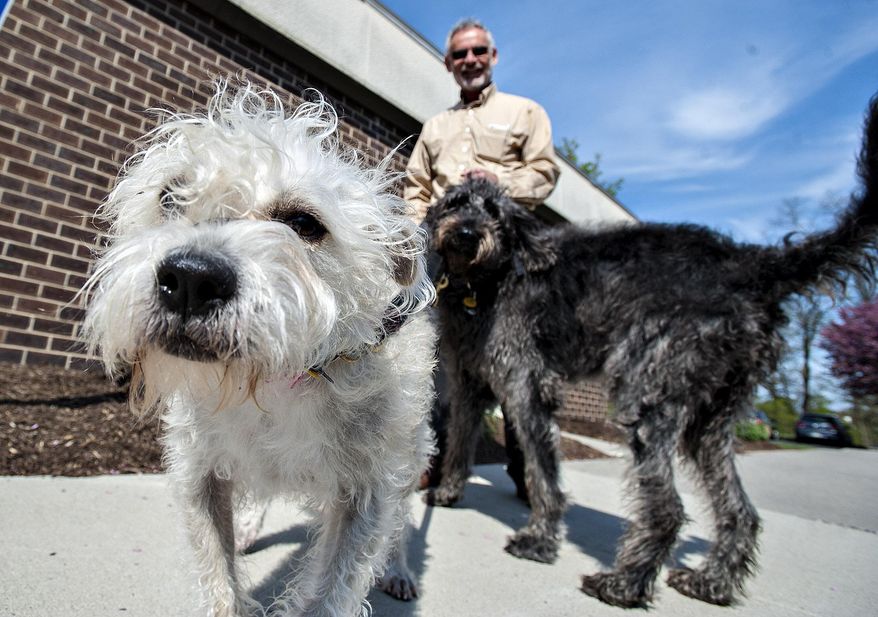 ADVANCE FOR THE WEEKEND OF MAY 29-29 AND THEREAFTER - In a Monday, April 25, 2016 photo, Bailey and Emma guide Brock Eichenhofer, community outreach & development manager for JEVS Human Services, to their next client at the Quakertown Center in Quakertown, Pa. JEVS is the state-appointed agency that helps young adults below the age of 62 "graduate" from nursing homes into independent living. (Rick Kintzel/Bucks County Courier Times via AP) MANDATORY CREDIT