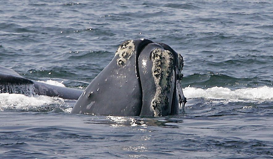 FILE - In this April 10, 2008 file photo, a right whale peers up from the water in Cape Cod Bay near Provincetown, Mass. A mobile phone app designed to help mariners steer clear of endangered whales is growing in popularity, and the National Oceanic and Atmospheric Administration says it's helping keep the giant animals alive. The "Whale Alert" app provides a real-time display of the ocean and the position of the mariner's ship, along with information about where whales have been heard or seen recently. (AP Photo/Stephan Savoia, File)