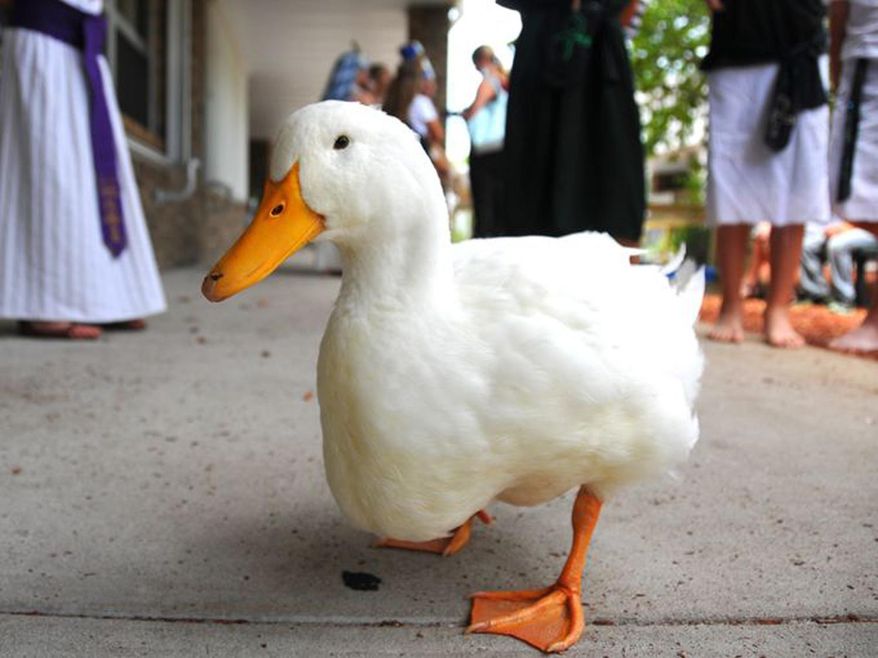 Students in Jana Gabrielski's 6th grade class at Suntree Elementary School in Melbourne, Fla., incubated 30 duck eggs, but only one hatched. Sergio, the duck, has been adopted and raised by her class. (Malcolm Denemark/Florida Today via AP)
