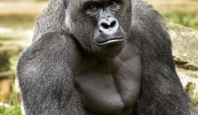 A June 20, 2015 photo provided by the Cincinnati Zoo and Botanical Garden shows Harambe, a western lowland gorilla, who was fatally shot Saturday, May 28, 2016, to protect a 4-year-old boy who had entered its exhibit. (Jeff McCurry/Cincinnati Zoo and Botanical Garden via The Cincinatti Enquirer via AP)