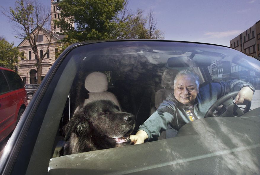 In this May 6, 2016 photo, Loren Podlinsek takes her Newfoundland-mix Butkus on an early morning drive every day around Taylorville, Ill. Since Butkus has health complications, he cannot walk long distances. Their route includes a drive past the pictured Taylorville town square. (Jim Bowling/Herald & Review via AP) MANDATORY CREDIT