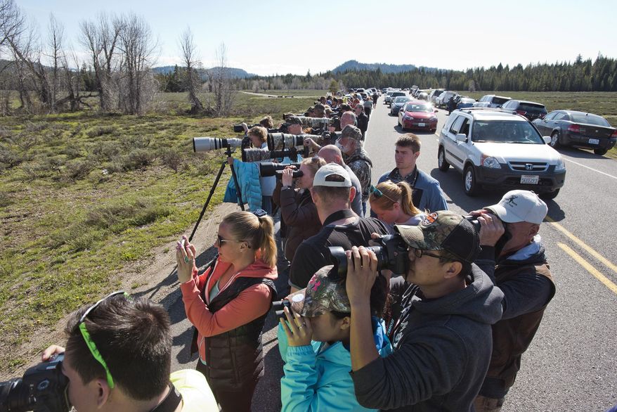 Tourists and photographers line the side of the highway to catch a glimpse of a mother grizzly bear foraging with her two cubs on May 13, 2016, in Grand Teton National Park, Wyoming. Grand Teton National Park volunteers try to corral the motoring hordes of bear-loving people to keep them safely separated from grizzlies. (Bradly J. Boner/Jackson Hole News & Guide via AP) MANDATORY CREDIT