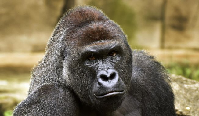 This June 20, 2015, file photo provided by the Cincinnati Zoo and Botanical Garden shows Harambe, a western lowland gorilla, who was fatally shot Saturday, May 28, 2016, to protect a 3-year-old boy who had entered its exhibit. (Jeff McCurry/Cincinnati Zoo and Botanical Garden via The Cincinatti Enquirer via AP, File)