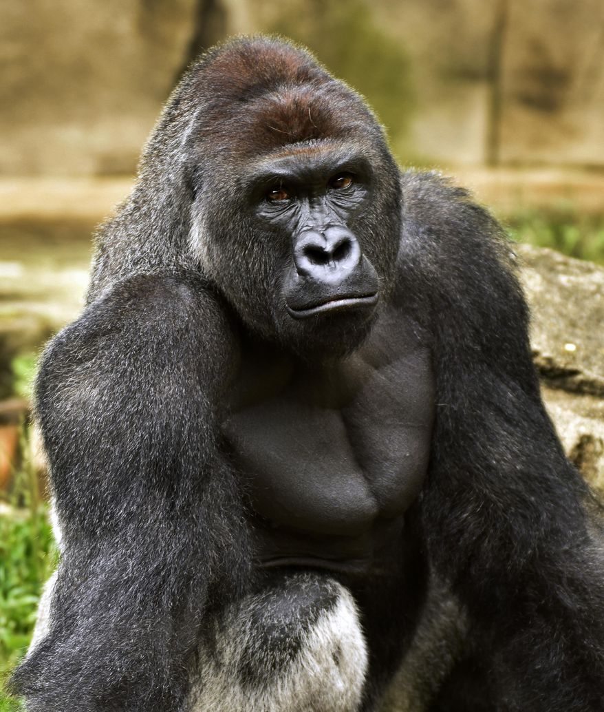 This June 20, 2015, file photo provided by the Cincinnati Zoo and Botanical Garden shows Harambe, a western lowland gorilla, who was fatally shot Saturday, May 28, 2016, to protect a 3-year-old boy who had entered its exhibit. (Jeff McCurry/Cincinnati Zoo and Botanical Garden via The Cincinatti Enquirer via AP, File)