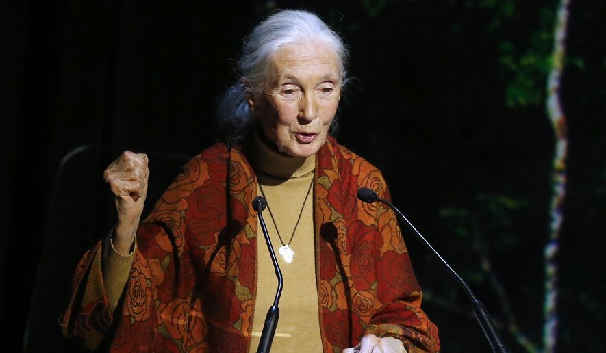 FILE - In this Dec. 7, 2015, file photo, primatologist and conservationist Jane Goodall delivers her speech during The Equator Prize Award ceremony at Theatre Mogador, in Paris. In an e-mail dated May 29, 2016, and released by the Jane Goodall Institute, Goodall tells the director of the Cincinnati Zoo that she feels sorry for him following the May 28 shooting of a gorilla in an effort to protect a small child. (AP Photo/Francois Mori, File)