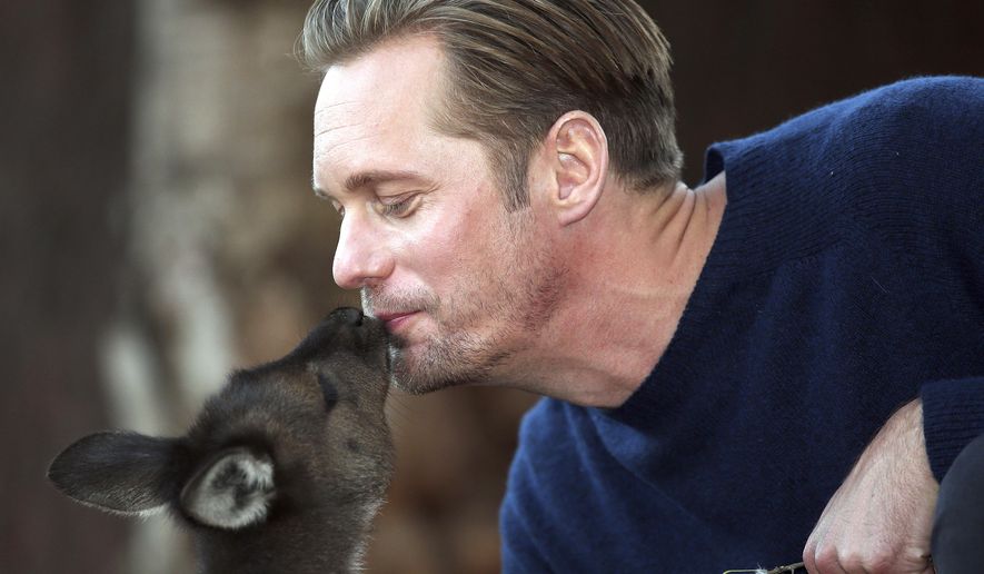 Actor Alexander Skarsgard, who plays Tarzan in The Legend of Tarzan is kissed by a kangaroo Joey as he poses for photos at Wildlife Sydney Zoo in Sydney, Australia, Tuesday, June 14, 2016. Skarsgard is in Sydney to promote his film which opens in the country on July 7, 2016.(AP Photo/Rob Griffith)