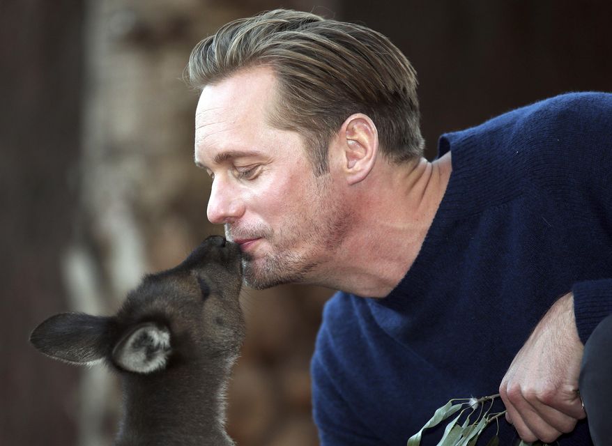 Actor Alexander Skarsgard, who plays Tarzan in The Legend of Tarzan is kissed by a kangaroo Joey as he poses for photos at Wildlife Sydney Zoo in Sydney, Australia, Tuesday, June 14, 2016. Skarsgard is in Sydney to promote his film which opens in the country on July 7, 2016.(AP Photo/Rob Griffith)