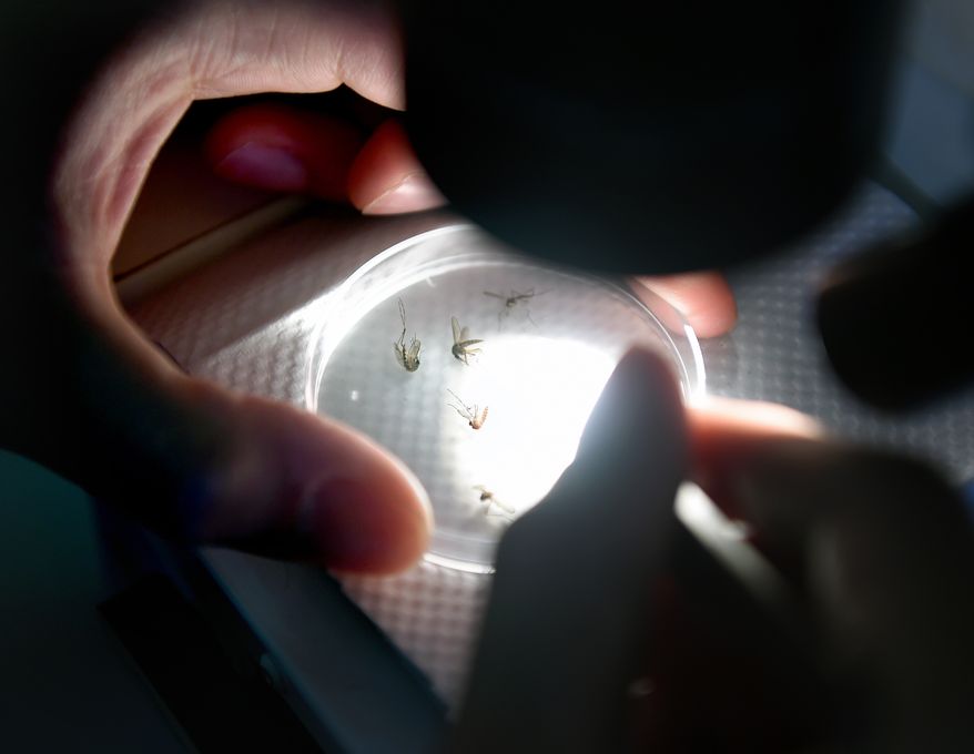 Carlos Franco looks at mosquitoes through a microscope to identify their genus and species at the Connecticut Agricultural Experiment Station in New Haven, Conn., on June 7, 2016. (Arnold Gold/New Haven Register via AP)