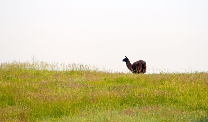 A llama, reportedly the one that played Tina, in the Napoleon Dynamite movie is seen in a field outside of Preston. Twelve years ago, Preston was a town like any other, a relatively quiet part of southern Idaho with a population of just under 5,000 people. Known for That Famous Preston Night Rodeo and its close proximity to the site of the Bear River Massacre, most of the United States would likely have been unable to locate it on a map. Things would change for the small Franklin County town with the release of “Napoleon Dynamite” in 2004.(John Zsiray/The Herald Journal via AP)