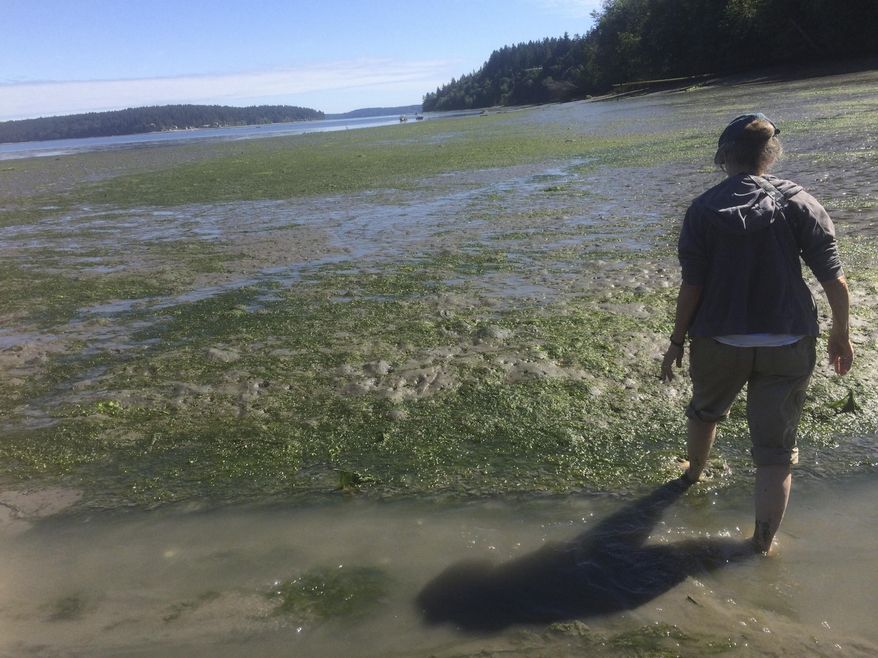 In this June 3, 2016 photo, Kathryn Townsend, who lives along Zangle Cove near Boston Harbor, Wash., in Thurston County is among neighbors who oppose more geoduck farms on their part of the beach. (Andy Hobbs /The Olympian via AP) MANDATORY CREDIT