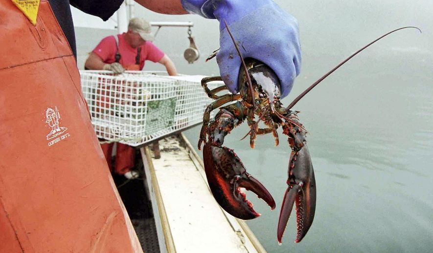 In this undated file photo, a sternman holds a lobster caught off South Bristol, Maine. Live lobster prices are high in New England and beyond as fishermen eagerly await the summer arrival of the region's beloved crustaceans, which could come slightly early and send prices down. (AP Photo/Robert F. Bukaty, File)