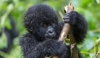 Hundreds of endangered gorillas live in Virunga National Park. (Photo: Shutterstock)