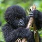 Hundreds of endangered gorillas live in Virunga National Park. (Photo: Shutterstock)