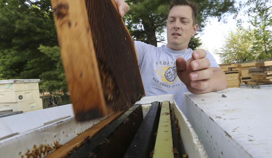 In this Monday, May 23, 2016 photo, Nathan Clarke, owner of Mad Urban Bees views a bee hive frame used for a former colony in the backyard of his home in Madison, Wis. ( John Hart/Wisconsin State Journal via AP) MANDATORY CREDIT