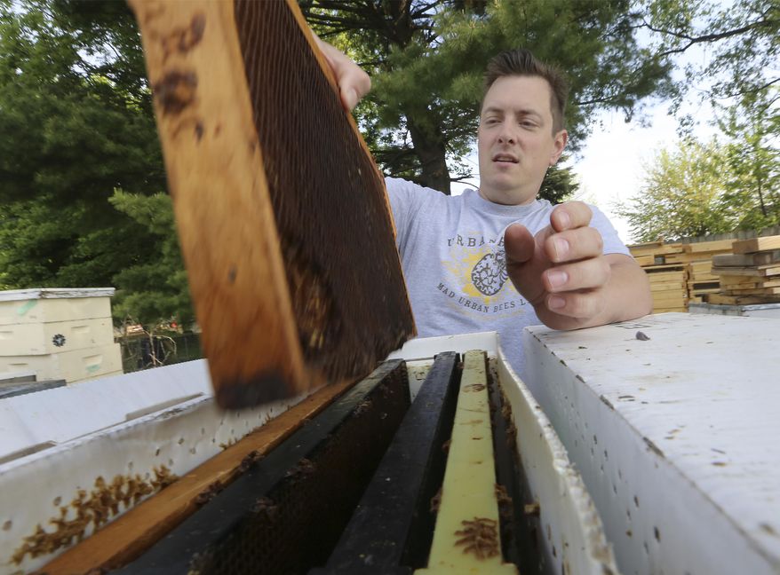 In this Monday, May 23, 2016 photo, Nathan Clarke, owner of Mad Urban Bees views a bee hive frame used for a former colony in the backyard of his home in Madison, Wis. ( John Hart/Wisconsin State Journal via AP) MANDATORY CREDIT