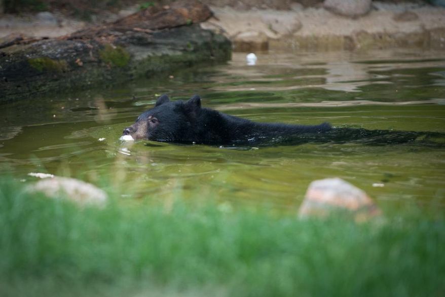 This June 2016 photo provided by the Columbus Zoo shows a black bear cub named Joan in the Columbus Zoo in Columbus, Ohio. Zoo officials in Ohio say a black bear cub briefly escaped its enclosure before being corralled and sedated. A spokeswoman says the Columbus Zoo was put on lockdown Saturday, for a few minutes until workers could contain the bear. (Columbus Zoo via AP)