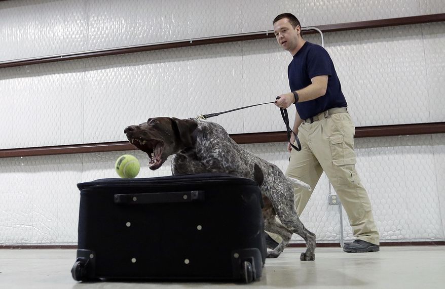 In this Thursday, June 9, 2016, photo, Transportation Security Administration dog trainer Mitchell Brown works with Atilla, a bomb-sniffing dog, in a makeshift luggage area at Lackland Air Force Base training facility in Texas. Short-staffed and often criticized, the TSA aims to improve training for airport screeners. (AP Photo/Eric Gay) **FILE**