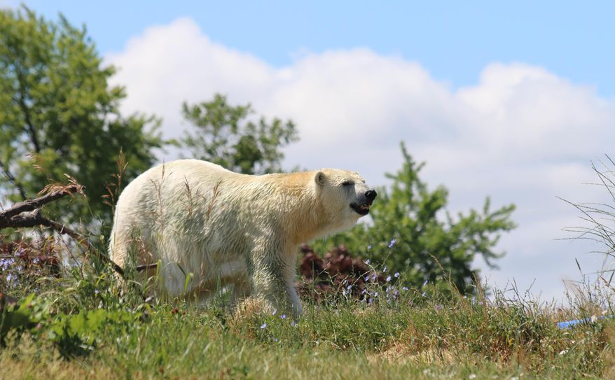 In this photo provided by the Detroit Zoological Society. Tundra, a 29-year-old female polar bear, walks around her new home, the Detroit Zoo, Tuesday, June 28, 2016, after a weekend transfer from the Indianapolis Zoo. (Corydon Martin/Detroit Zoological Society via AP) MANDATORY CREDIT