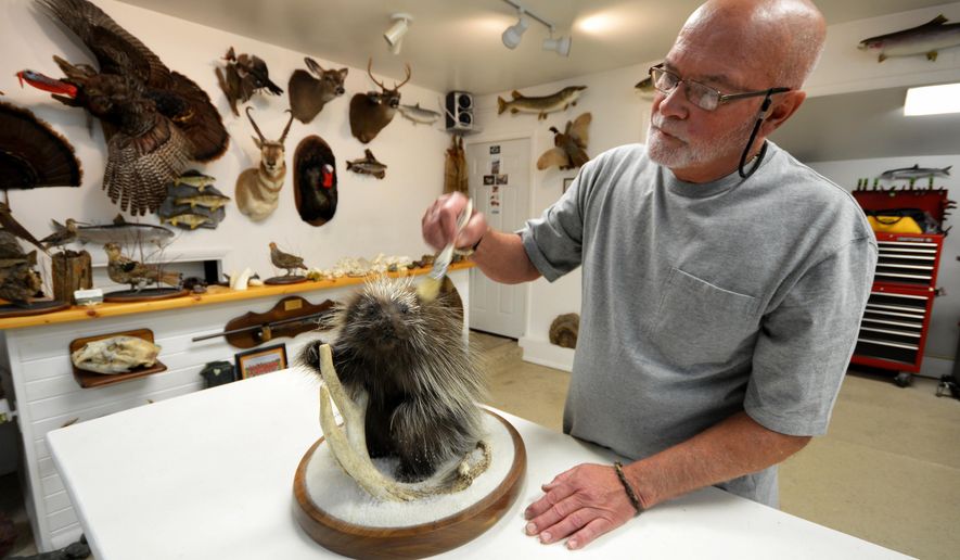 ADVANCE FOR MONDAY, JULY 4, 2016 - In this photo taken June 6, 2016, Jim Haveman, owner of Nature's Reflections Taxidermy, dusts a porcupine mount in Traverse City, Mich. (Dan Nielsen/Traverse City Record-Eagle via AP) MANDATORY CREDIT