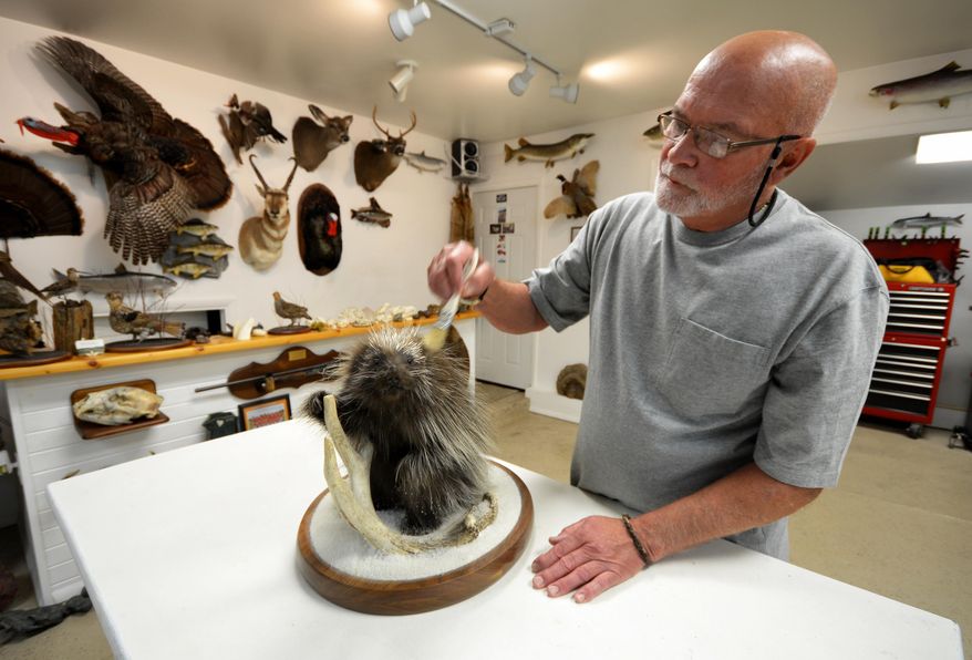 ADVANCE FOR MONDAY, JULY 4, 2016 - In this photo taken June 6, 2016, Jim Haveman, owner of Nature's Reflections Taxidermy, dusts a porcupine mount in Traverse City, Mich. (Dan Nielsen/Traverse City Record-Eagle via AP) MANDATORY CREDIT