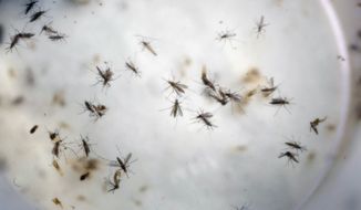 Aedes aegypti mosquitoes are seen in a mosquito cage at a laboratory in Cucuta, Colombia, on Feb. 11, 2016. (Associated Press) **FILE**