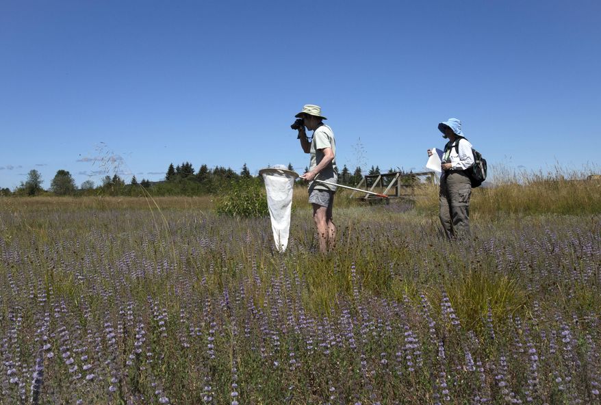 In this July 2, 2016 photo, Linda Gilbert, left, and Alison Center participate in the North American Butterfly Association count in the wetlands of west Eugene, Ore. The count can be used by scientists to establish the range of butterflies and the characteristics of their habitat. (Kylie Juggert/The Register-Guard via AP)