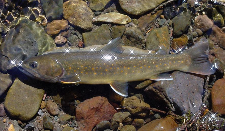 FILE - This undated file photo provided by the U.S. Forest Service shows a bull trout in the Little Lost River in Idaho. The environmental group, the Alliance for the Wild Rockies, filed a federal lawsuit in Portland, Ore., Monday, July 11, 2016, contending 26 dams operating in Idaho, Oregon, Washington and Montana are harming bull trout and violating the Endangered Species Act. (Bart Gamett/U.S. Forest Service via AP, File)