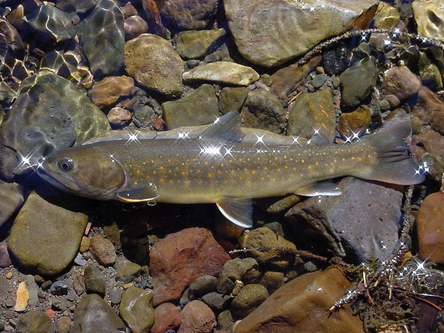 FILE - This undated file photo provided by the U.S. Forest Service shows a bull trout in the Little Lost River in Idaho. The environmental group, the Alliance for the Wild Rockies, filed a federal lawsuit in Portland, Ore., Monday, July 11, 2016, contending 26 dams operating in Idaho, Oregon, Washington and Montana are harming bull trout and violating the Endangered Species Act. (Bart Gamett/U.S. Forest Service via AP, File)