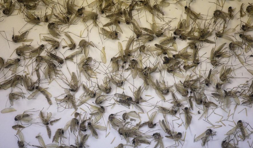 A tray of Aedes dorsalis and Culex tarsalis mosquitos are shown collected at the Salt Lake City Mosquito Abatement District near Salt Lake City. (Associated Press)