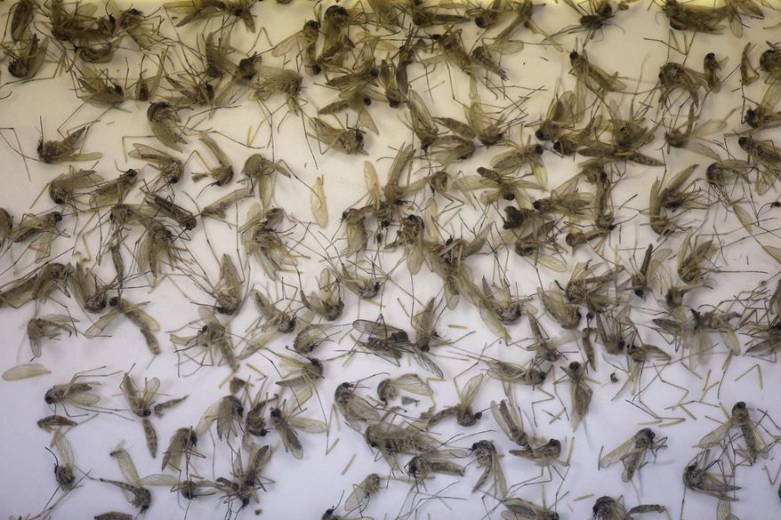 A tray of Aedes dorsalis and Culex tarsalis mosquitos are shown collected at the Salt Lake City Mosquito Abatement District near Salt Lake City. (Associated Press)