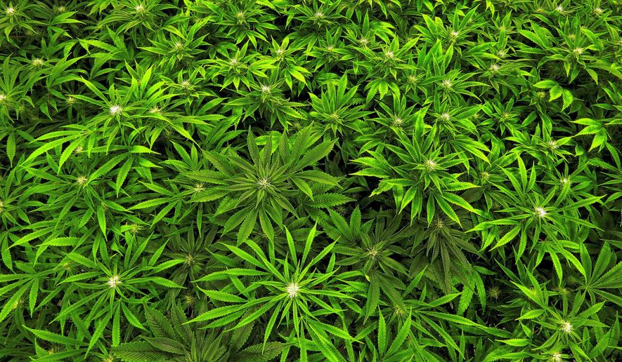 Marijuana grows at the Ataraxia medical marijuana cultivation center in Albion, Ill., on Sept. 15, 2015. (Associated Press) **FILE**